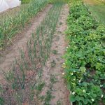 Čo keď mulčujete záhon čerstvými pilinami: skryté nebezpečenstvá obľúbeného materiálu co-ked-mulcujete-zahon-cerstvymi-pilinami-skryte-nebezpecenstva-oblubeneho-materialu.jpg