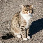 Čo sa stane, ak mačka nikdy nebola vonku: mýtus neslobody a hypervigilancie co-sa-stane-ak-macka-nikdy-nebola-vonku-mytus-neslobody.jpg