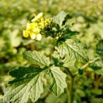 Čo sa stane, ak sa včas kopne do horčice: tenká hranica medzi prínosom a škodou co-sa-stane-ak-sa-vcas-kopne-do-horcice-tenka.jpg