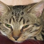 Čo sa stane, keď sa mačacie vrčanie zaznamená na film: nemá symfónia pre zdravie co-sa-stane-ked-sa-macacie-vrcanie-zaznamena-na-film.jpg