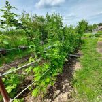 Kvasinkové kŕmenie: ako skutočne funguje a či sa oplatí riskovať kvasinkove-krmenie-ako-skutocne-funguje-a-ci-sa-oplati-riskovat.jpg