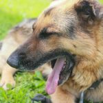 Náklon hlavy u psa: nie je to len láskavosť, ale dôležitý signál pre vás naklon-hlavy-u-psa-nie-je-to-len-laskavost-ale.jpg