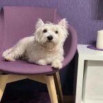 Spiaci mozog psa: prečo potrebuje sny a čo prežíva spiaci-mozog-psa-preco-potrebuje-sny-a-co-preziva.jpg