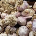 Zalievanie cesnaku a cibule žihľavovým nálevom: celá pravda o zelenom hnojive zalievanie-cesnaku-a-cibule-zihlavovym-nalevom-cela-pravda-o-zelenom.jpg